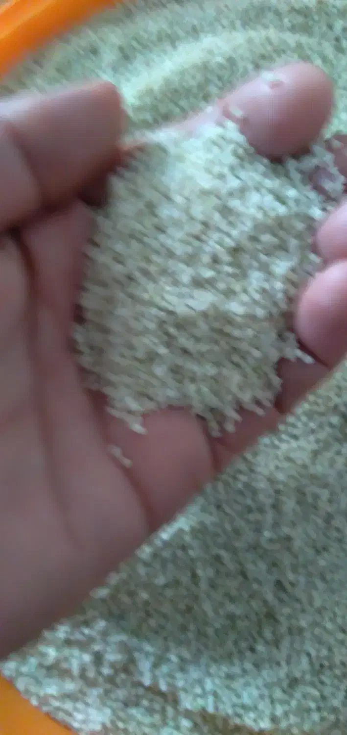 بزنج نیم دانه صدر هاشمی|عمدهفروشی|بروجرد, |دیوار