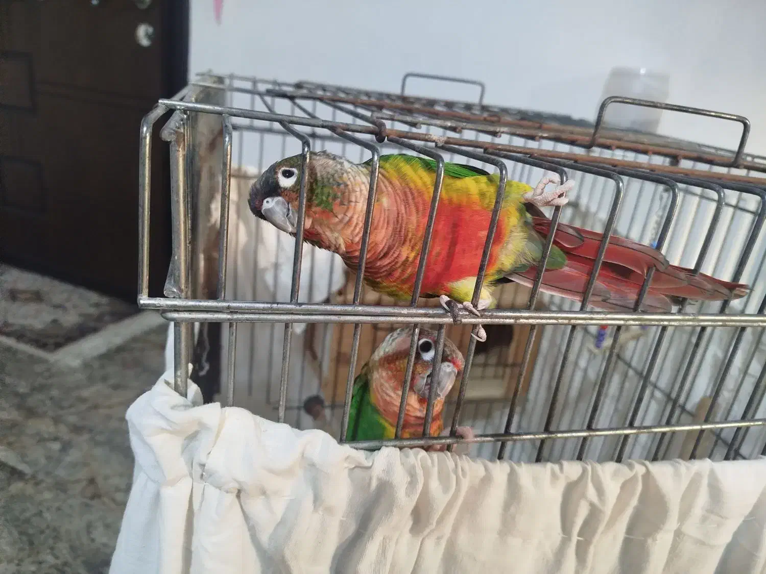 پرنده|پرنده|ساری, |دیوار