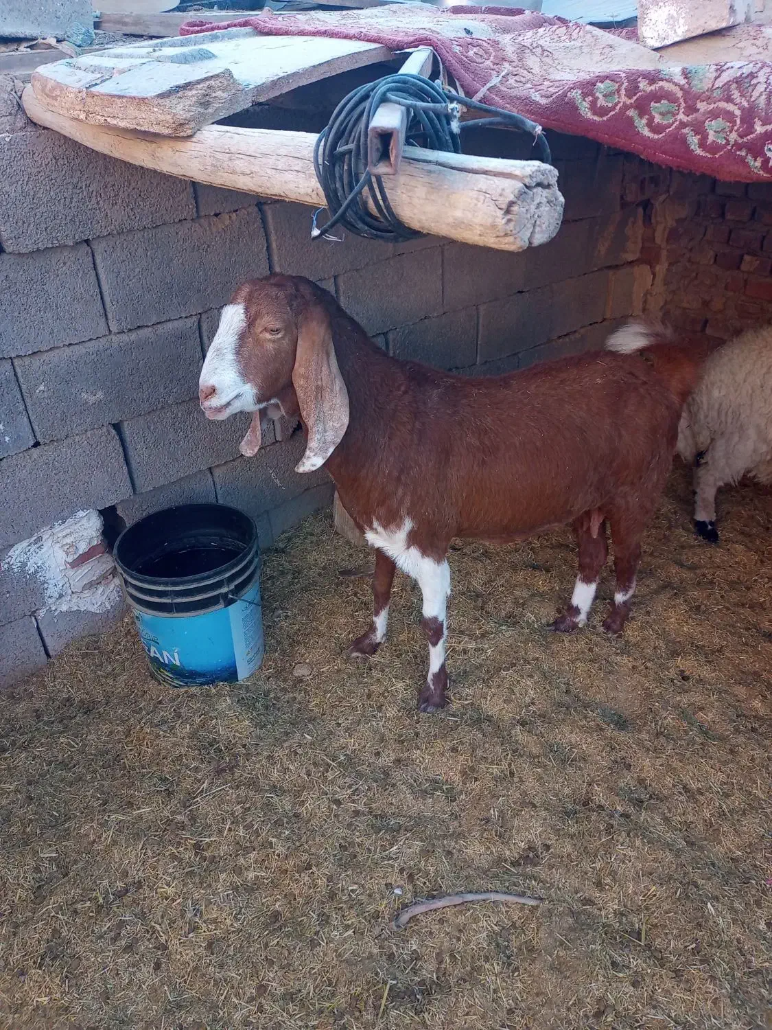 بز (پاکستانی)|حیوانات مزرعه|رفسنجان, |دیوار