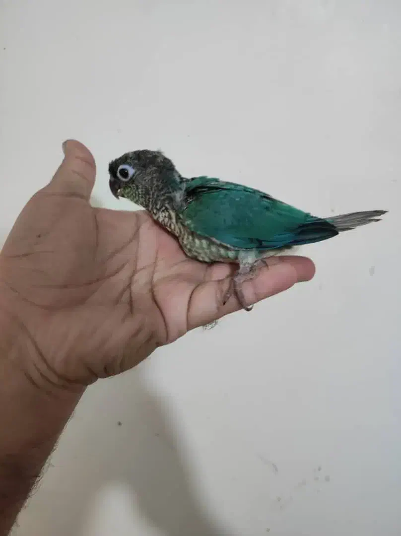 گرینجیک . عروس. ملنگو|پرنده|تهران, صادقیه|دیوار