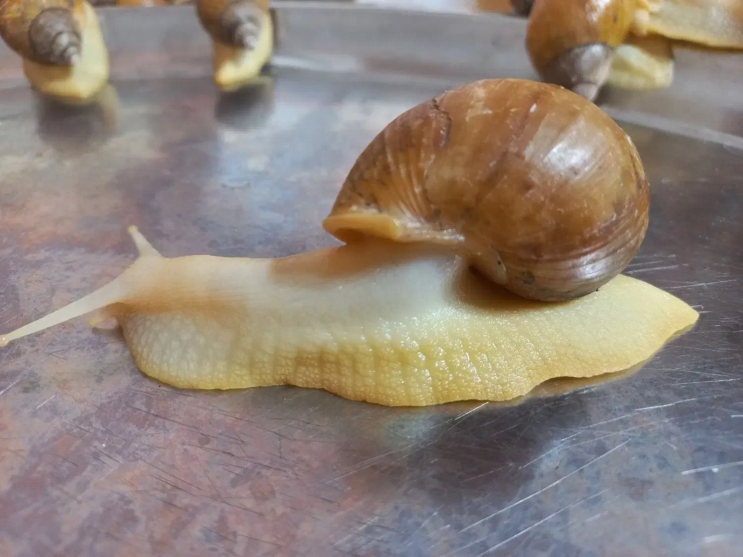 حلزون|خزنده|فردیس, قریشی|دیوار