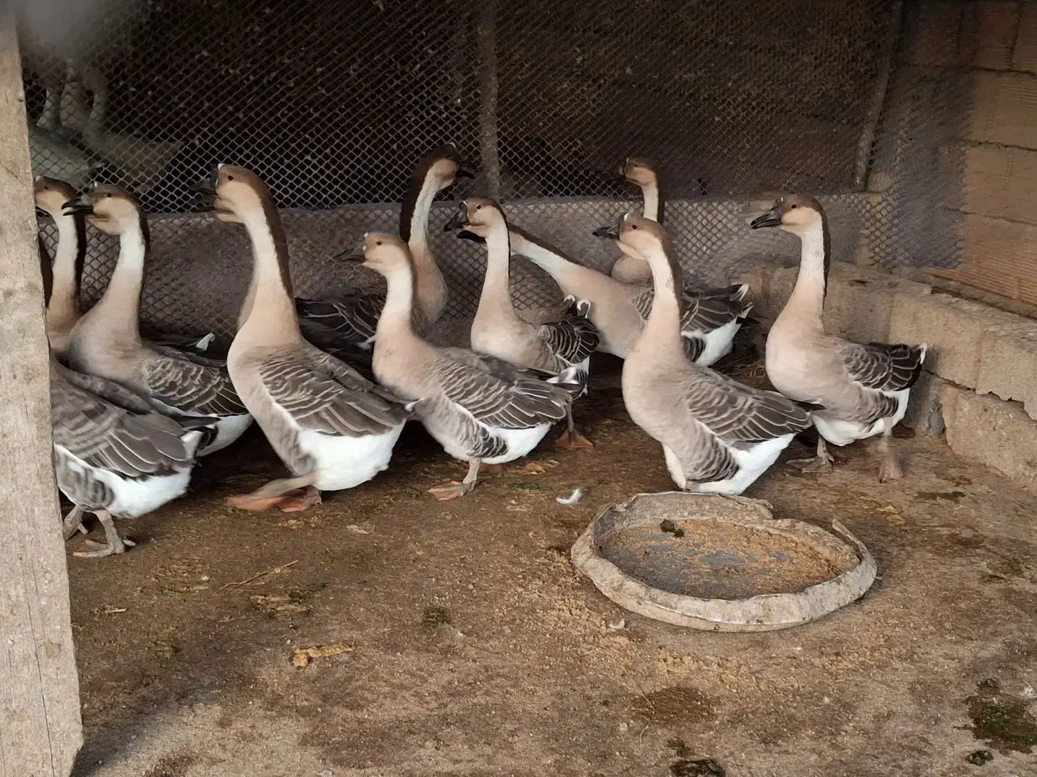 فروش مولد قوغاز آفریقایی خاکستری ارسال از ساری|حیوانات مزرعه|ساری, |دیوار