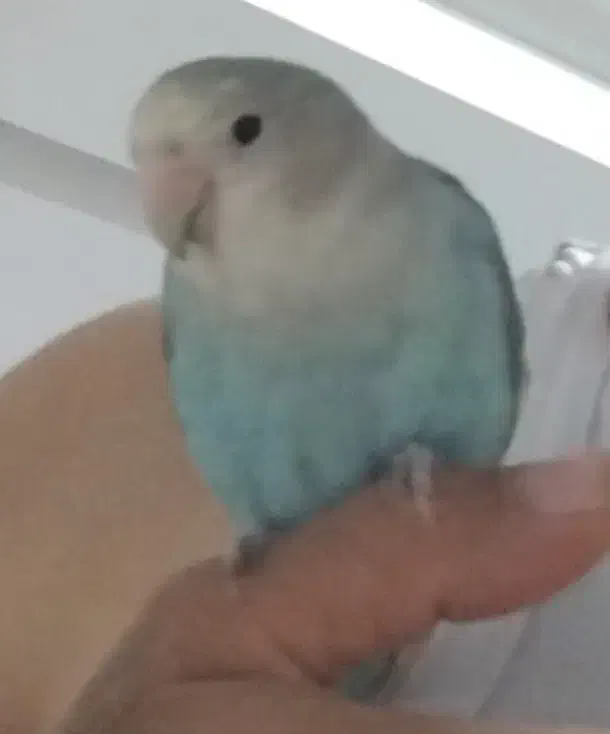 طوطی|پرنده|اصفهان, گرکان|دیوار