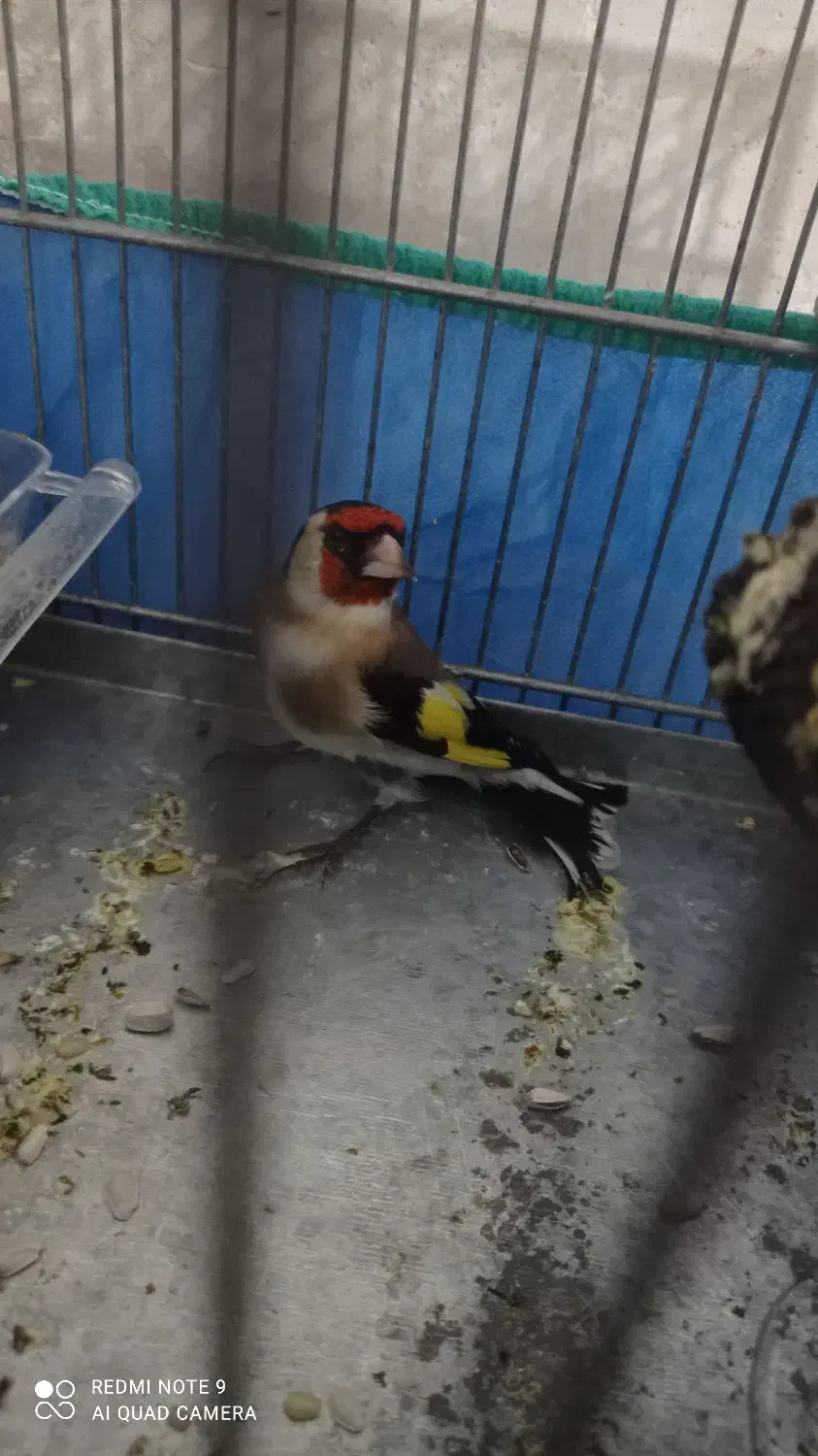 سیره|پرنده|کامیاران, |دیوار