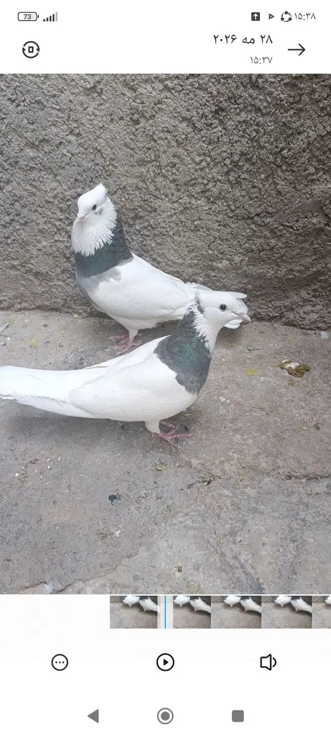 کبوتر|پرنده|آبدانان, |دیوار