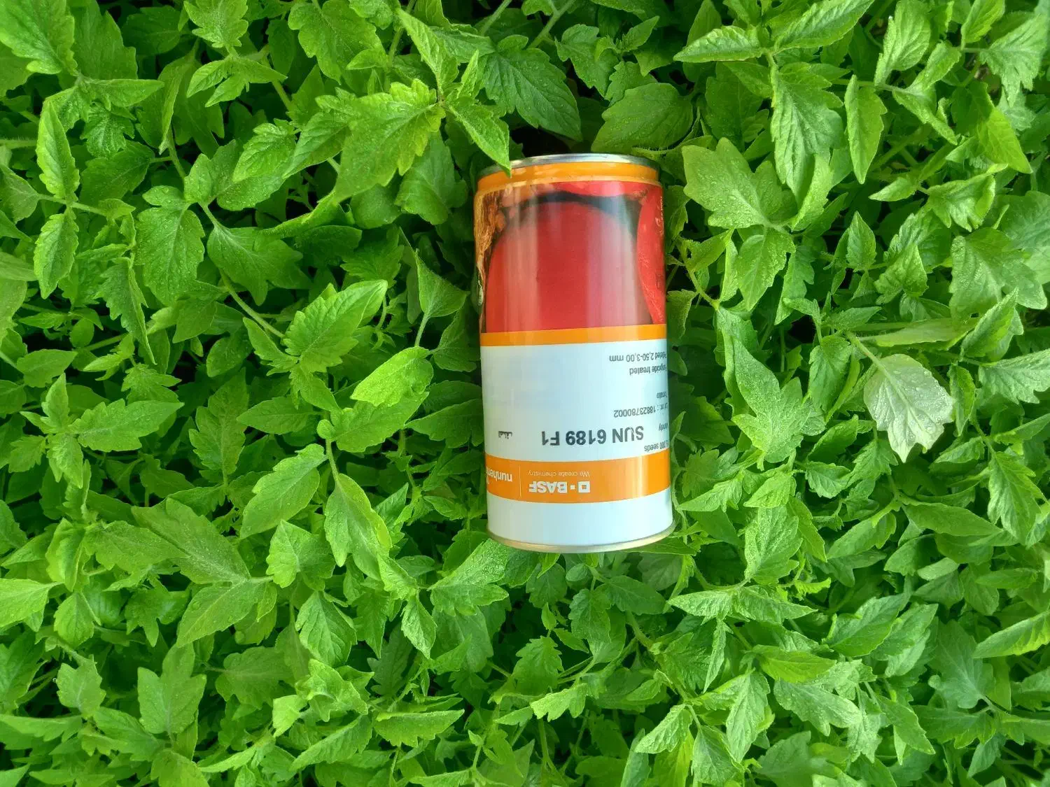 فروش نشا گوجه|گل و گیاه طبیعی|کهنوج, |دیوار