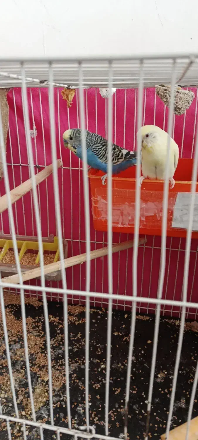 مرغ عشق بالغ|پرنده|گلبهار, شهر جدید گلبهار|دیوار