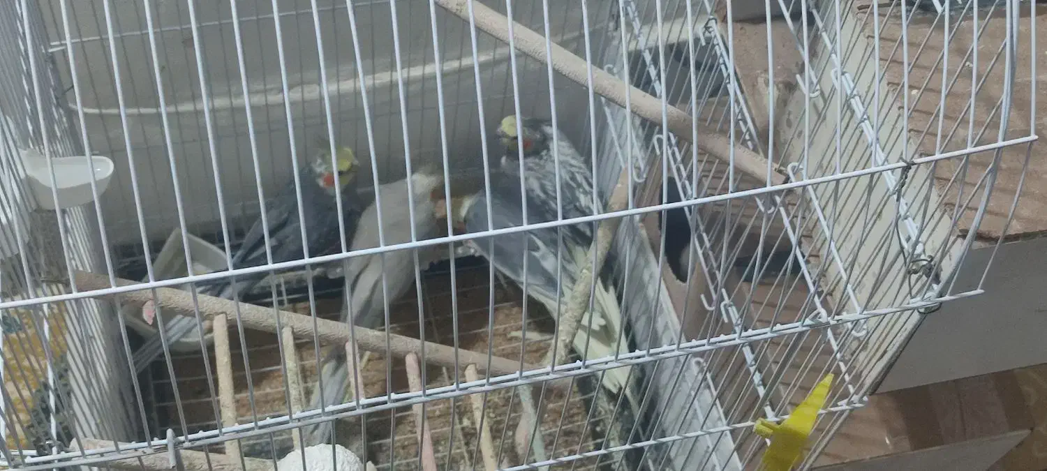 ۲جفت عروس هلندی|پرنده|چناران, |دیوار