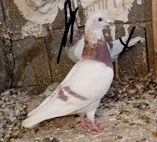 سرور شامی پیازی کرم جفتی|پرنده|وحدتیه, |دیوار