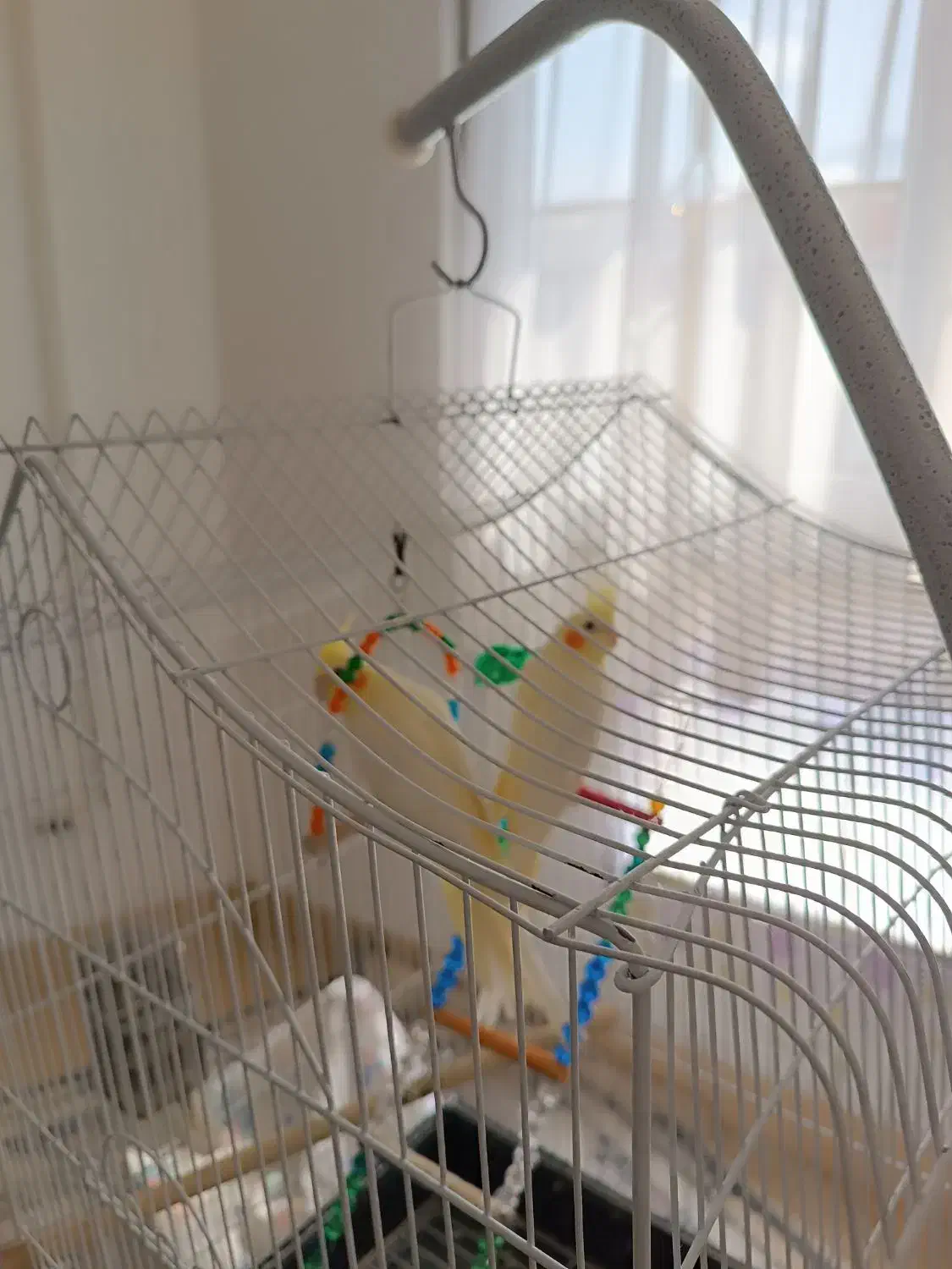 عروس هلندی|پرنده|کردکوی, |دیوار