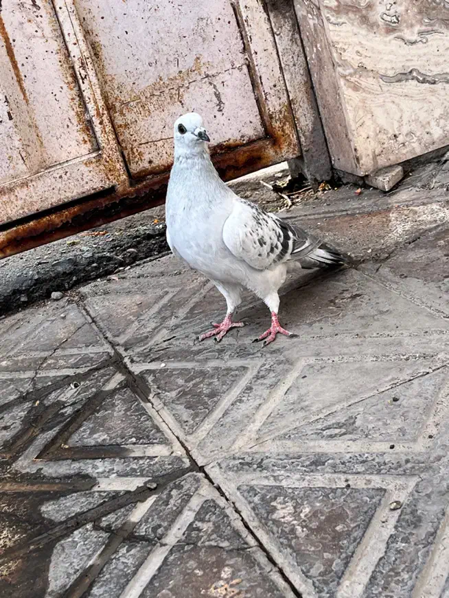 کفتر شامی نذ|پرنده|بم, |دیوار