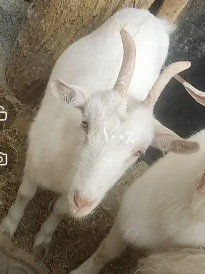 بز سانن ماده|حیوانات مزرعه|تایباد, |دیوار