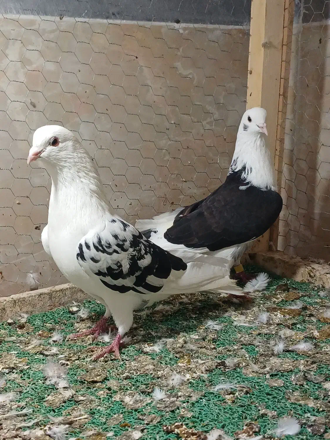 کبوتر پرشی|پرنده|پارسآباد, |دیوار