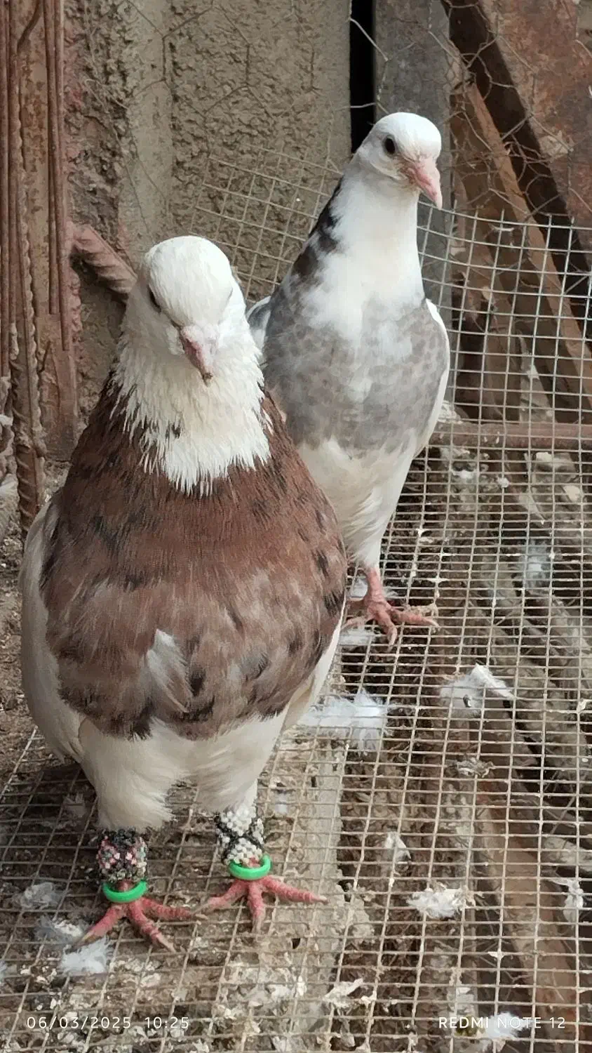 کبوتر طوقی|پرنده|رامیان, |دیوار