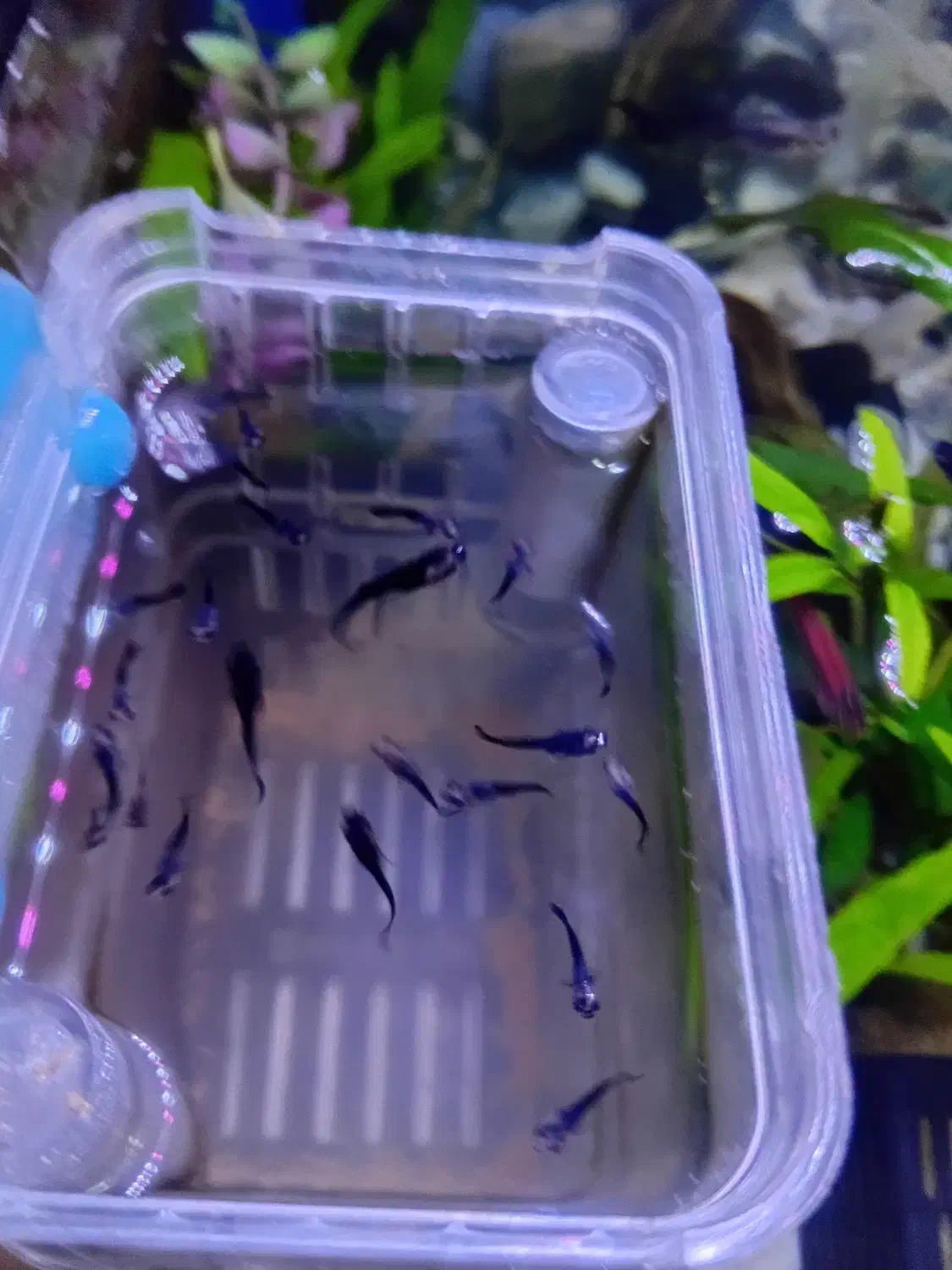 ماهی خوشگل اکواریوم|ماهی|اراک, |دیوار