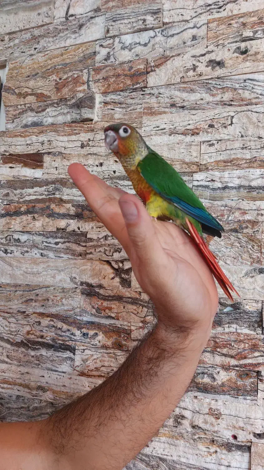 پرده گرینچیک یلوساید ۳ماهه دونخور|پرنده|فریدون‌کنار, |دیوار