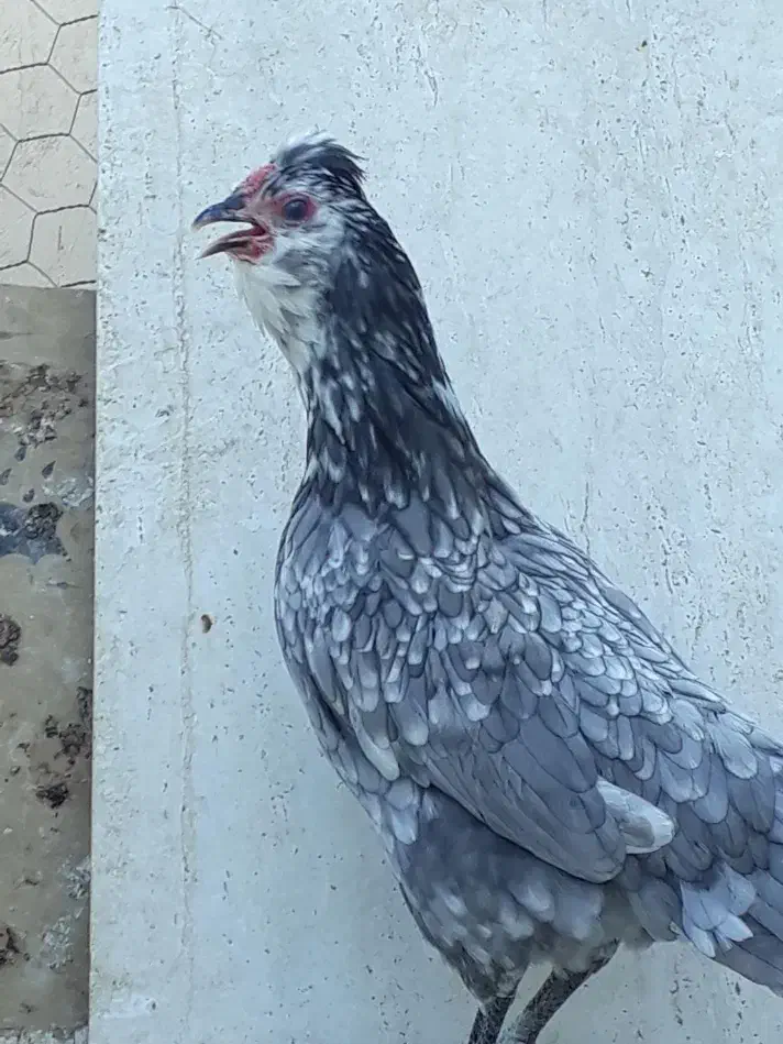 تخم نطفه دار گلین گیل لری|حیوانات مزرعه|کرج, شعبان‌آباد|دیوار