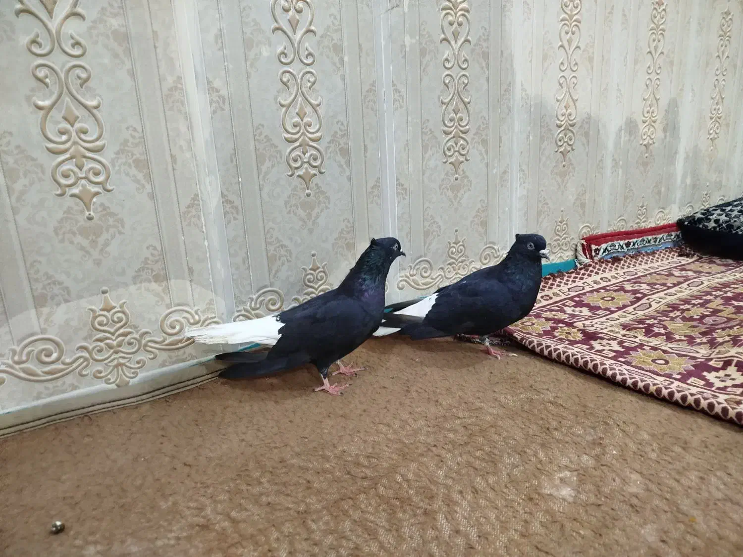 کبوتر اشعل|پرنده|کارون, |دیوار