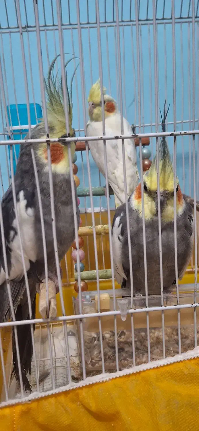 سه عدد طوطی|پرنده|ساری, |دیوار