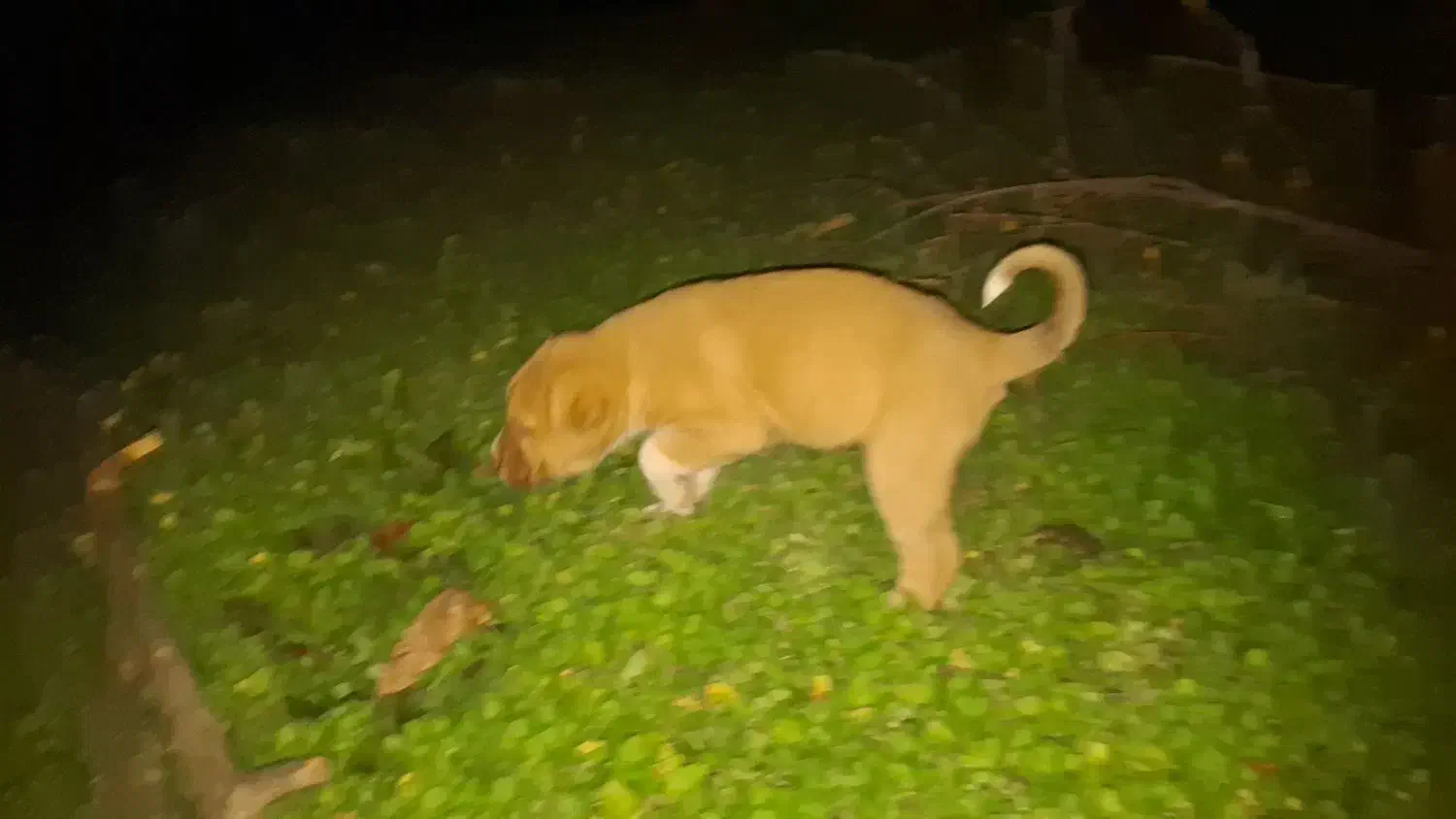 توله|سگ|بندر گز, |دیوار