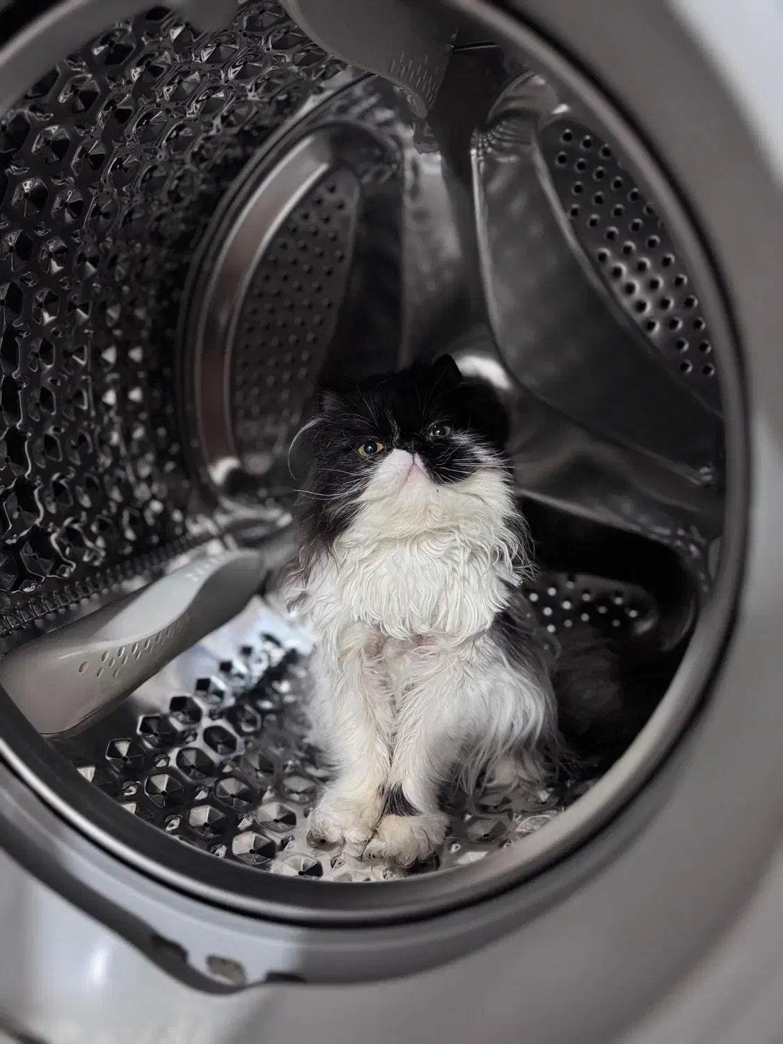 پرشین سوپر فلت ماده|گربه|گرگان, |دیوار