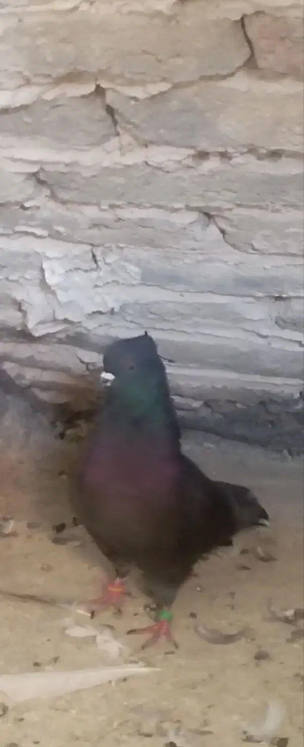 کبوتر سیاه|پرنده|نورآباد, |دیوار