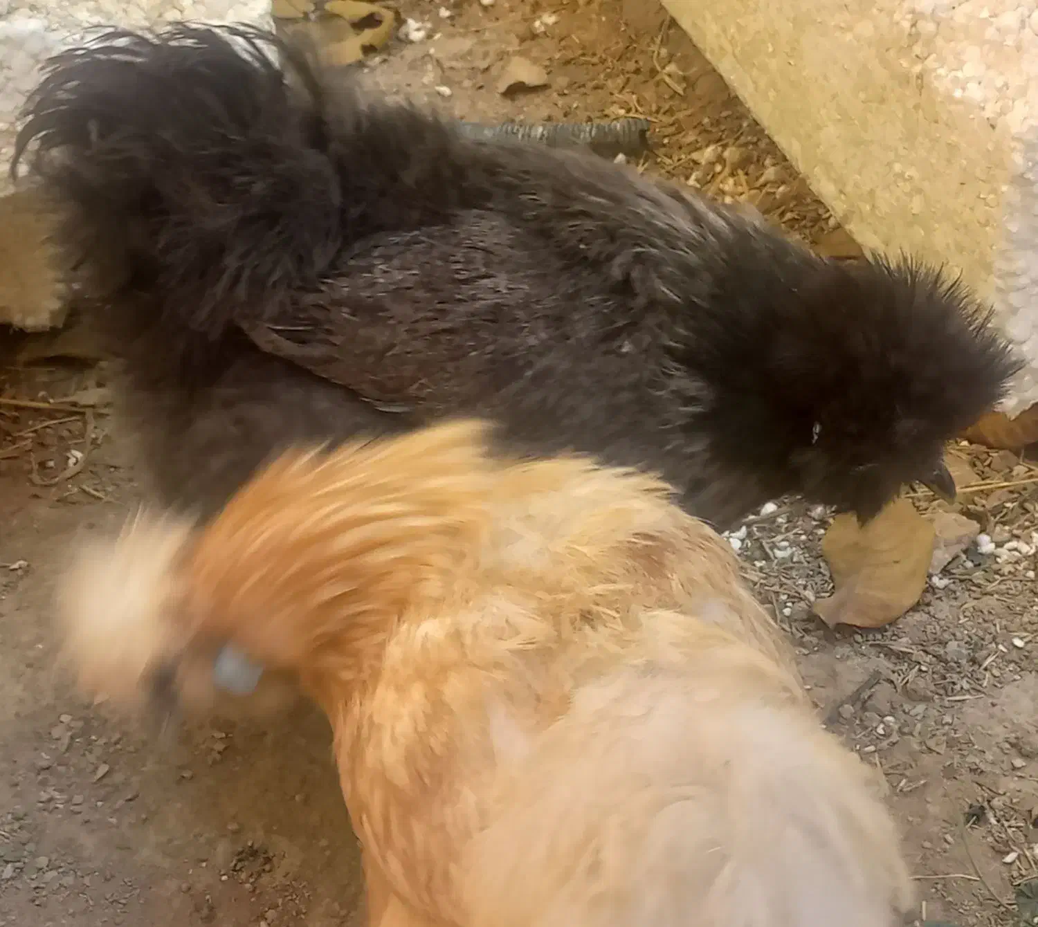 مرغ و خروس ابریشمی|حیوانات مزرعه|اصفهان, سرچشمه|دیوار