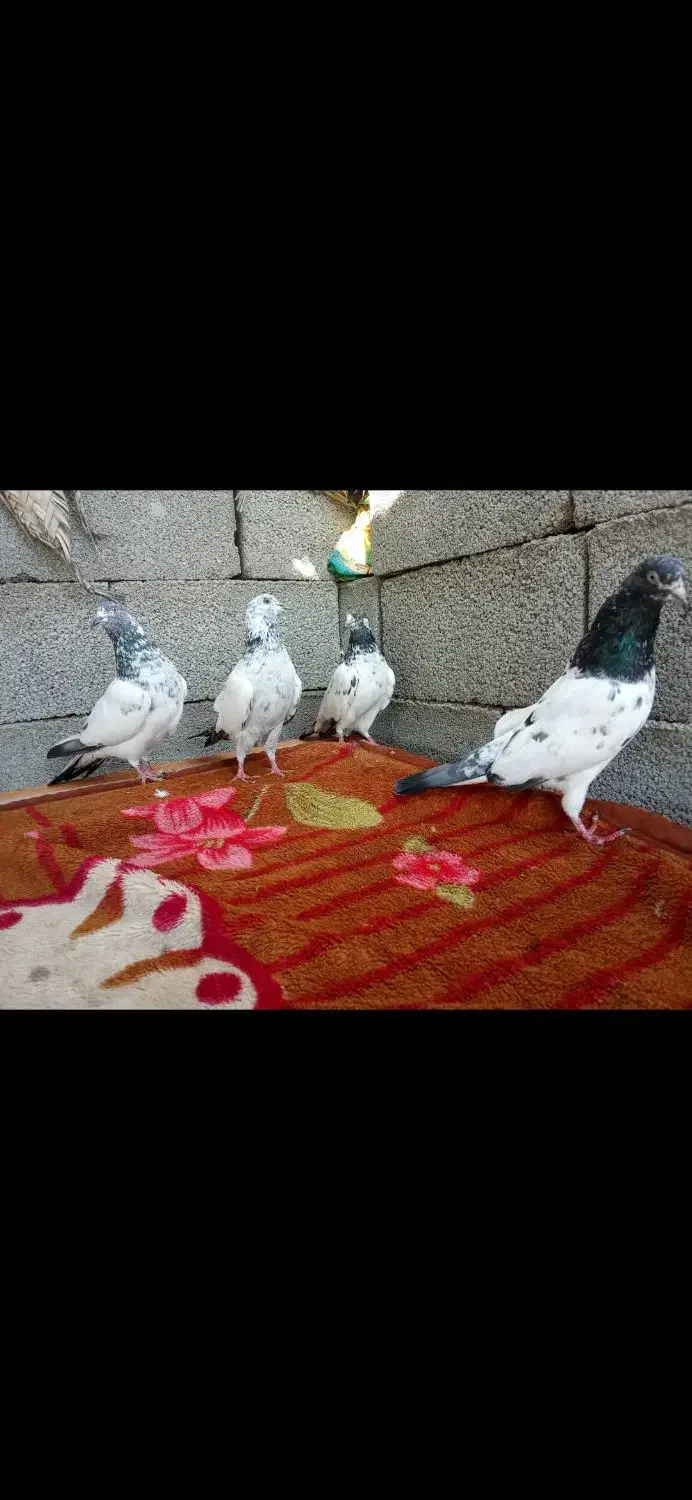 کبوتر فکیر گل|پرنده|چابهار, |دیوار