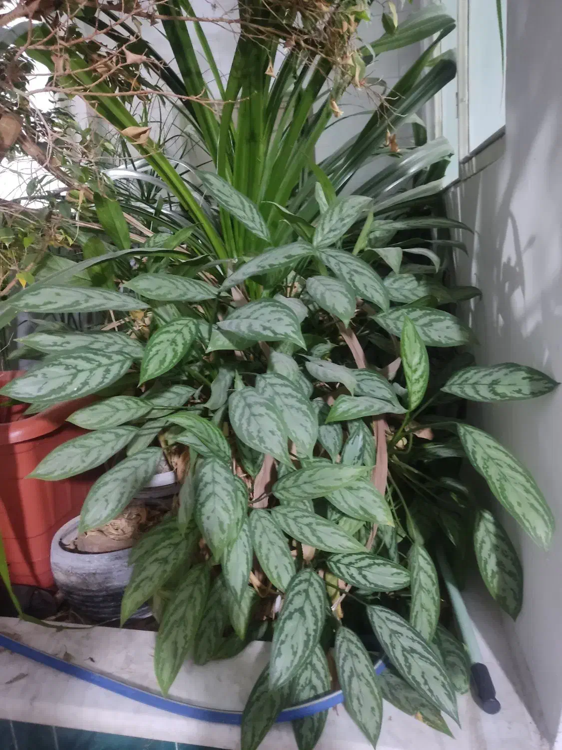 گل آپارتمانی|گل و گیاه طبیعی|قزوین, |دیوار