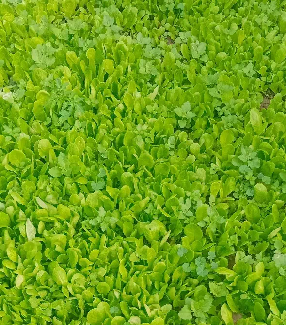 نشا کاهو آق قلا|گل و گیاه طبیعی|آق قلا, |دیوار