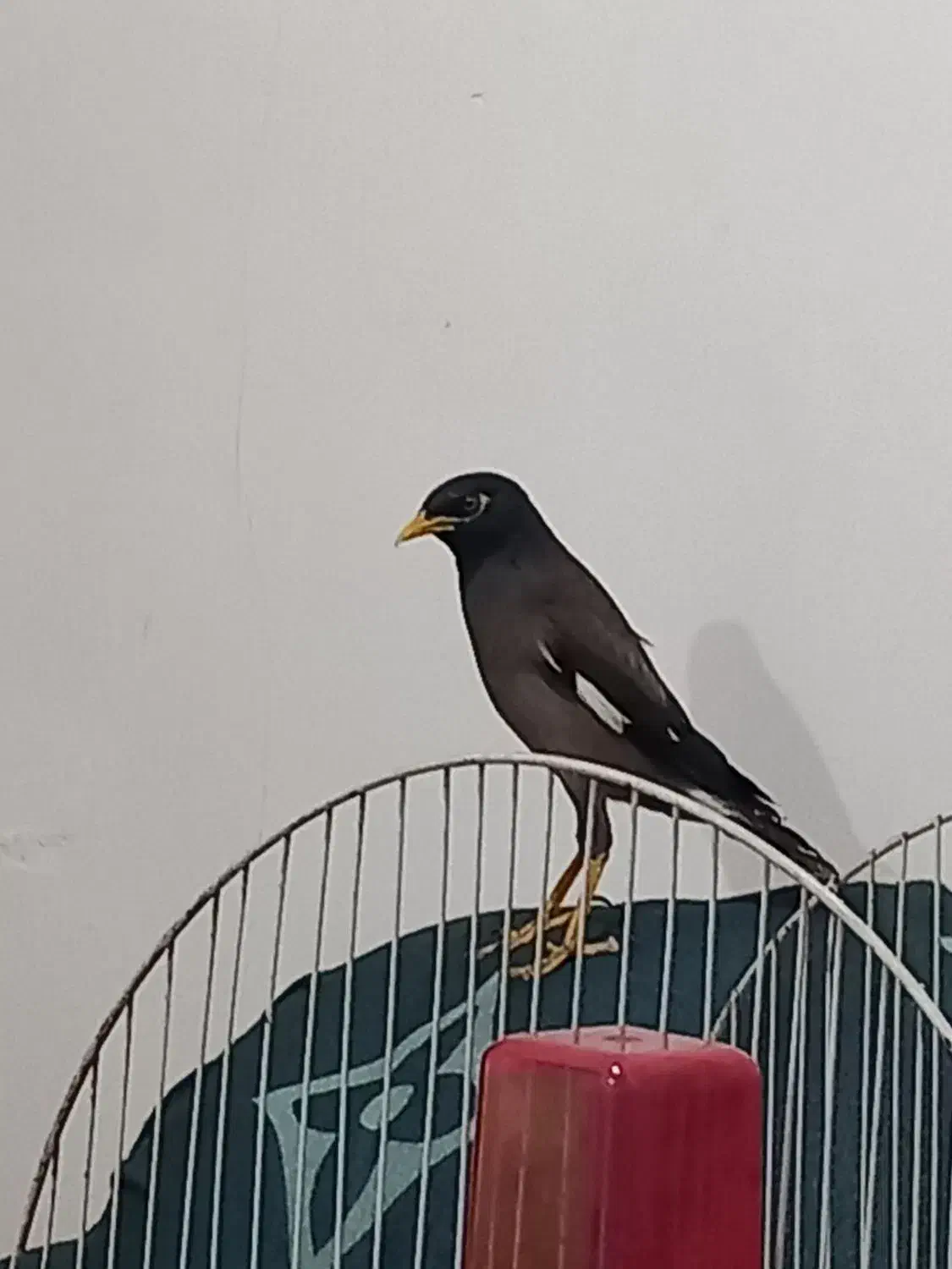 پرنده مینا|پرنده|رشت, سلیمانداراب|دیوار