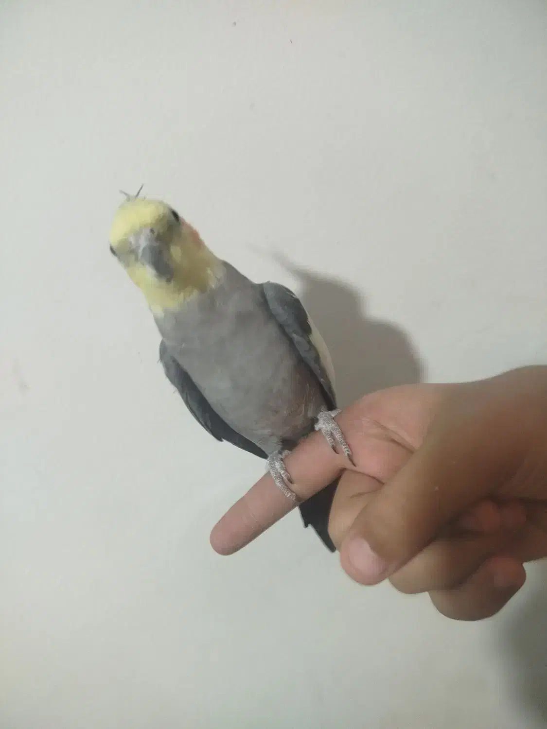 عروس هلندی نر دستی سخنگو با قفس و قفس جدا|پرنده|فولادشهر, مسکن مهر فولادشهر|دیوار