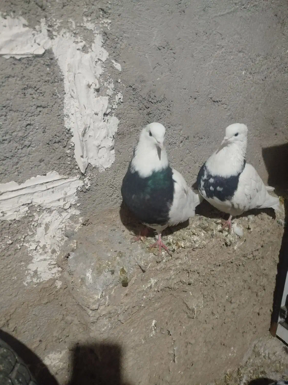 4عدد طوقی|پرنده|پیر سلیمان, |دیوار