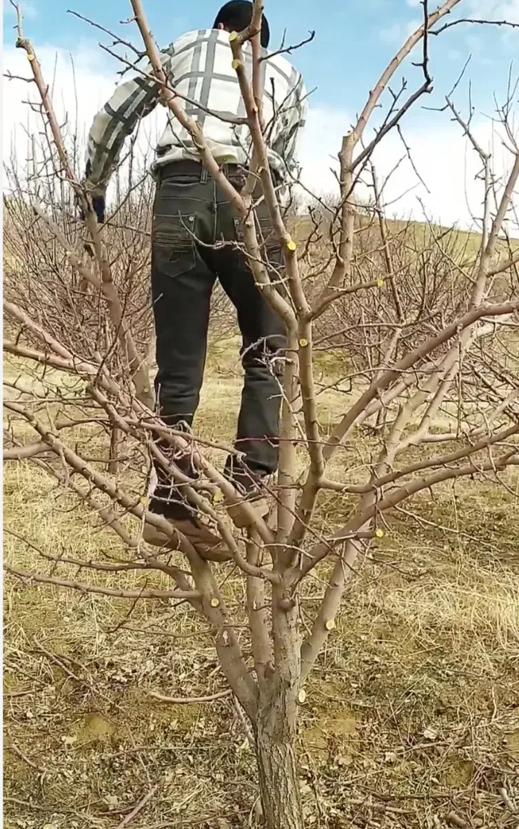 هرس کاری|خدمات باغبانی و درختکاری|مشگین شهر, |دیوار