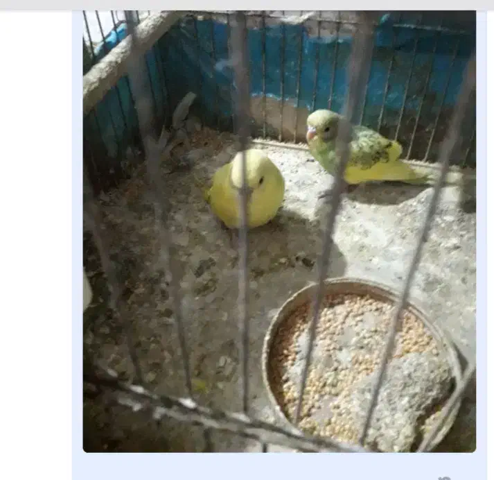 مرغ عشق|پرنده|آزادشهر, |دیوار