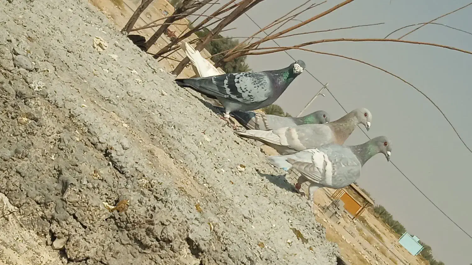 فروش خط سفید ماده|پرنده|فراشبند, |دیوار