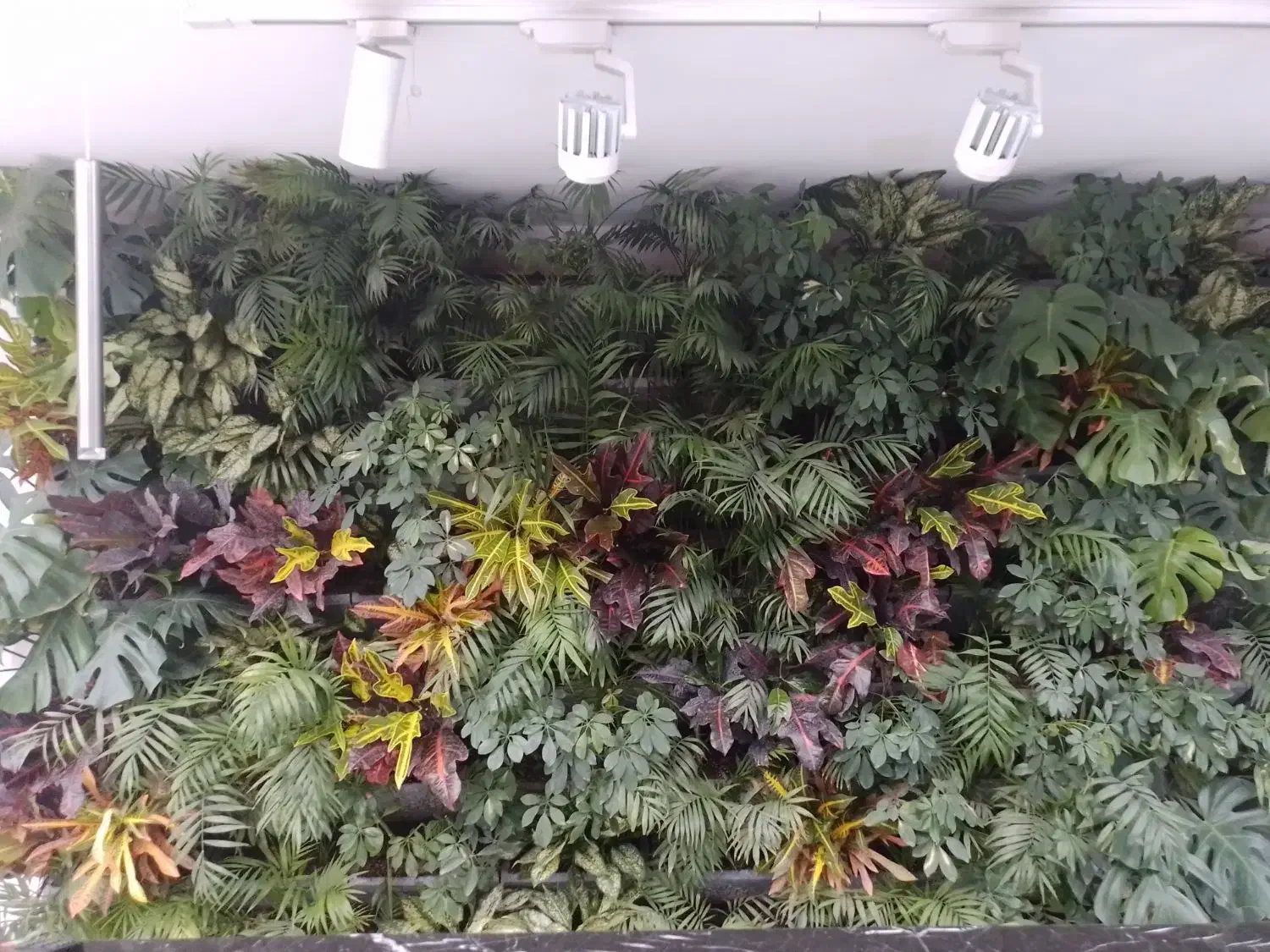 دیوار سبز(گرین وال)|خدمات باغبانی و درختکاری|قم, هنرستان|دیوار