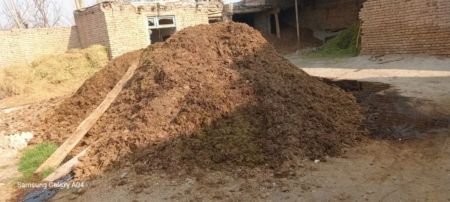 گاوشیری به همراه گوساله|حیوانات مزرعه|خوی, |دیوار