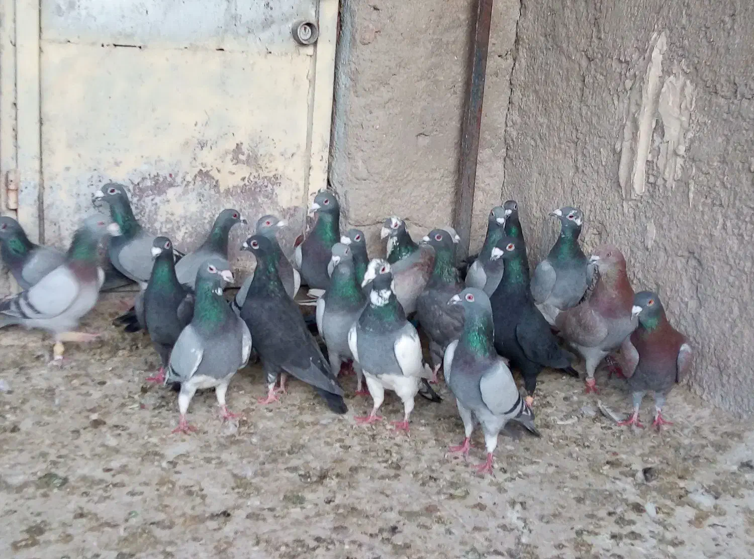 کفتر|پرنده|شیراز, دارالرحمه|دیوار