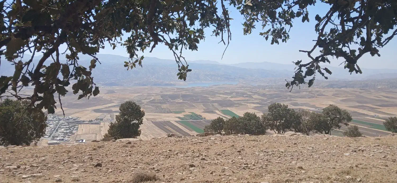 گوسفند|حیوانات|زرنه, |دیوار