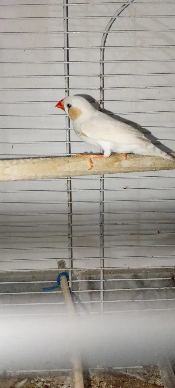 فنچ|پرنده|کلاله, |دیوار