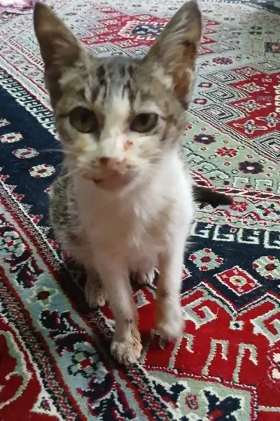 واگذاری|گربه|رشت, فرزانه|دیوار