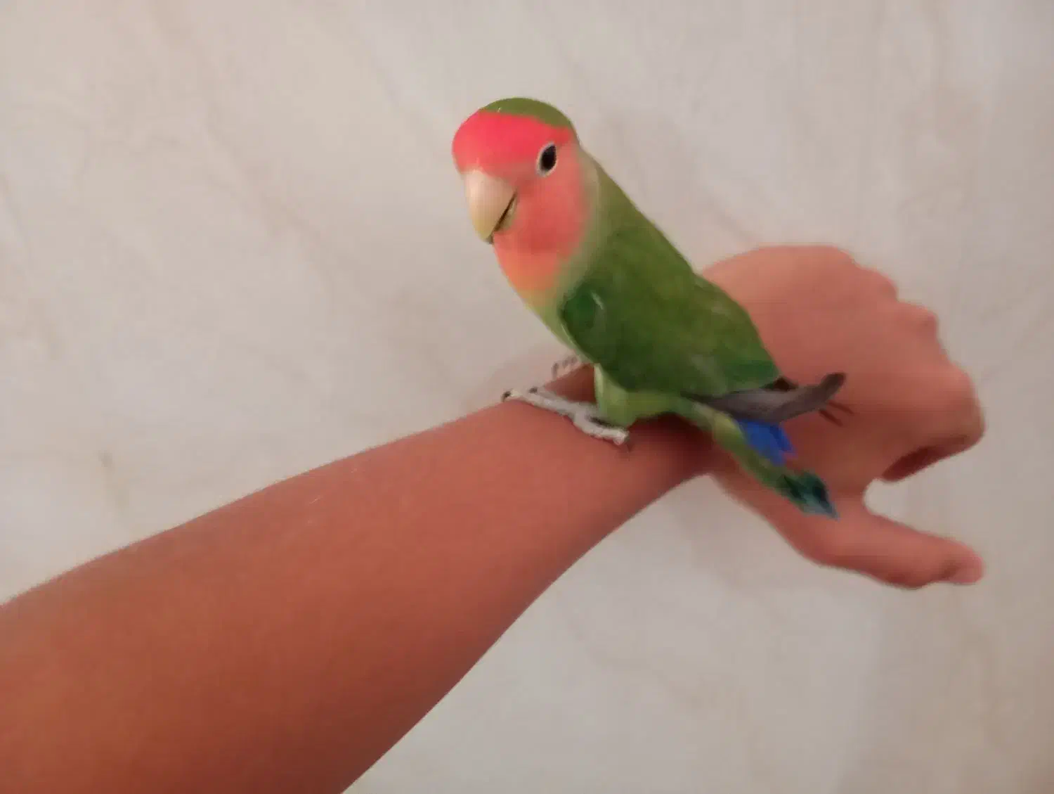 طوطی برزیلی|پرنده|چاه ورز, |دیوار