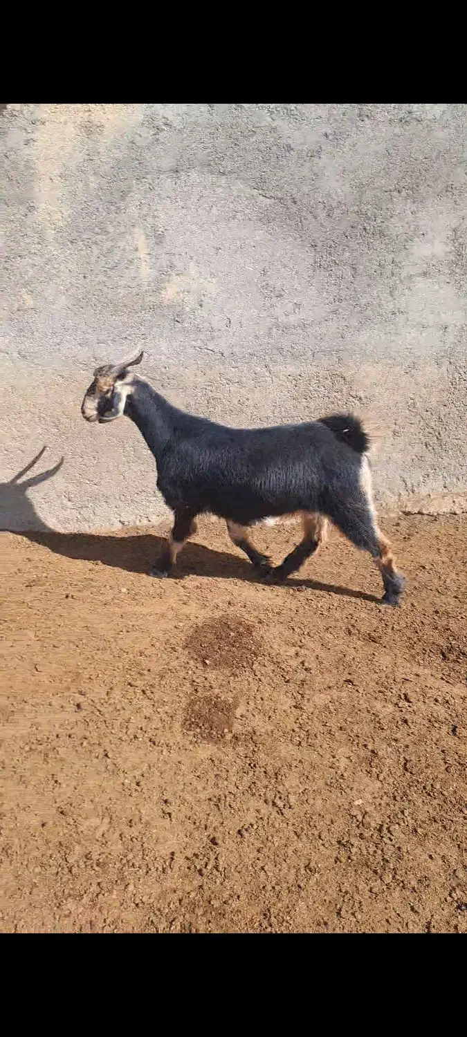 پنج بز ابستن شکم دوم|حیوانات مزرعه|سمیرم, |دیوار