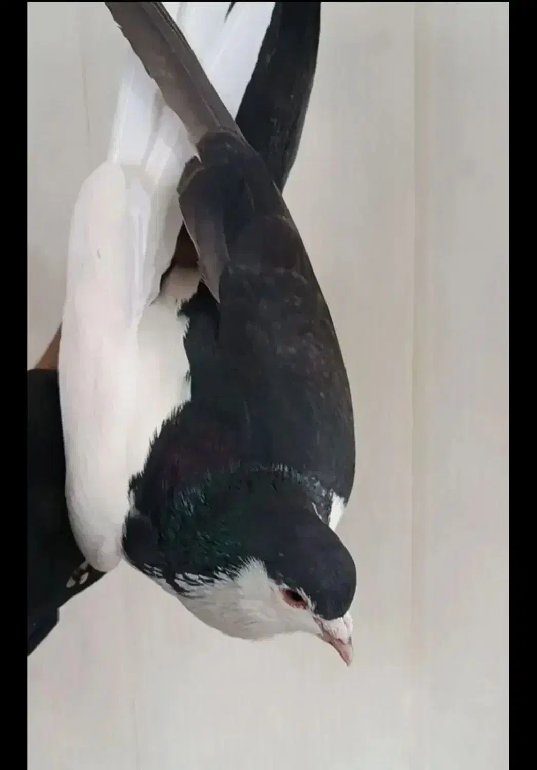 کبوتر ساده چپ|پرنده|قائم‌شهر, |دیوار