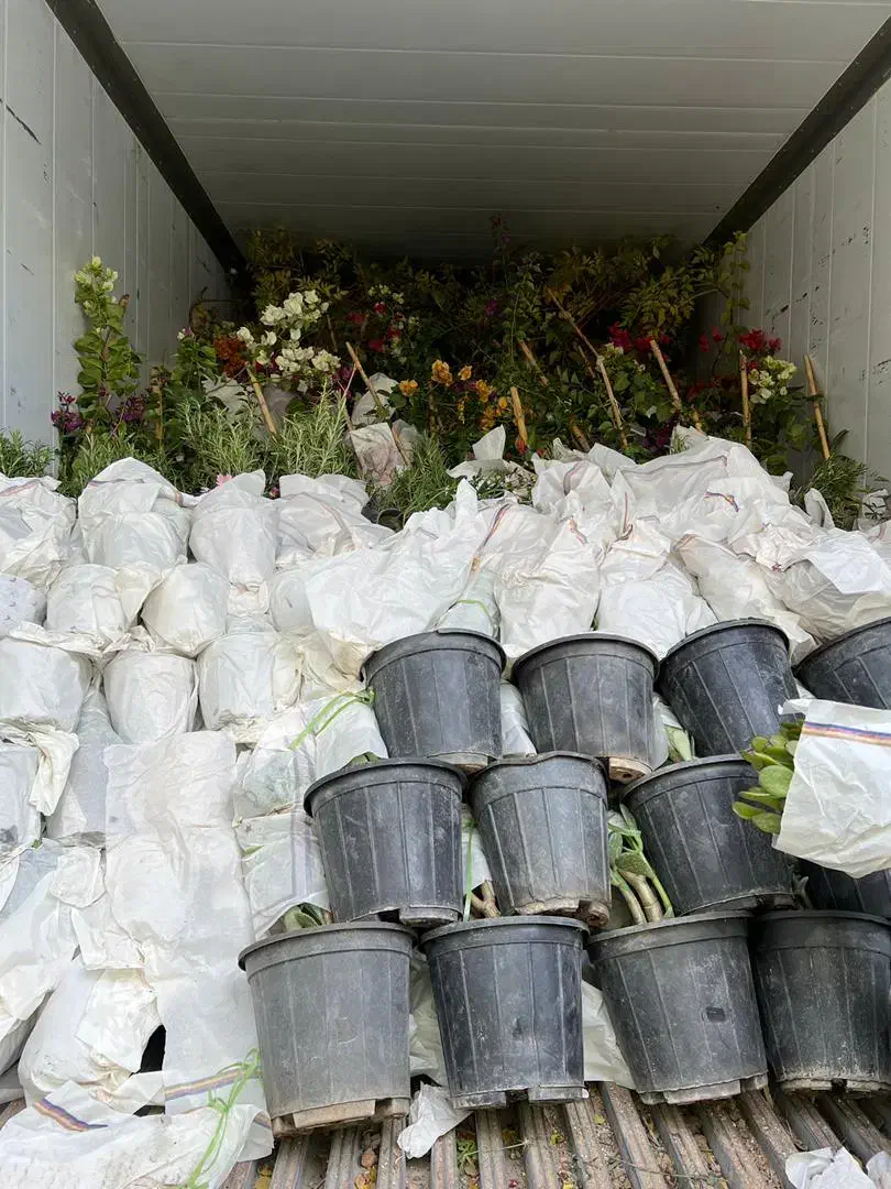 بار جدید شارژشد گلهای جدیدگلتاک|گل و گیاه طبیعی|ایرانشهر, |دیوار