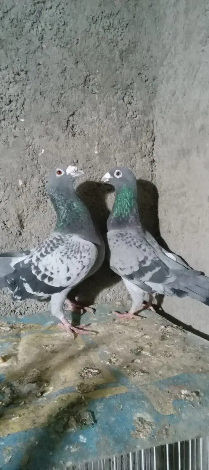 کفتر|پرنده|زیرکوه, |دیوار