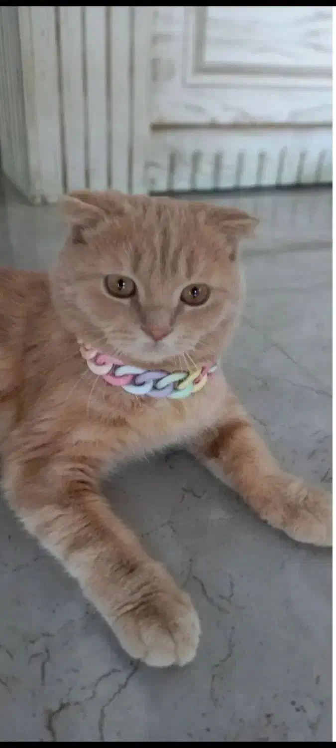 فروش گربه|گربه|تربت‌حیدریه, ۴۵ متری|دیوار