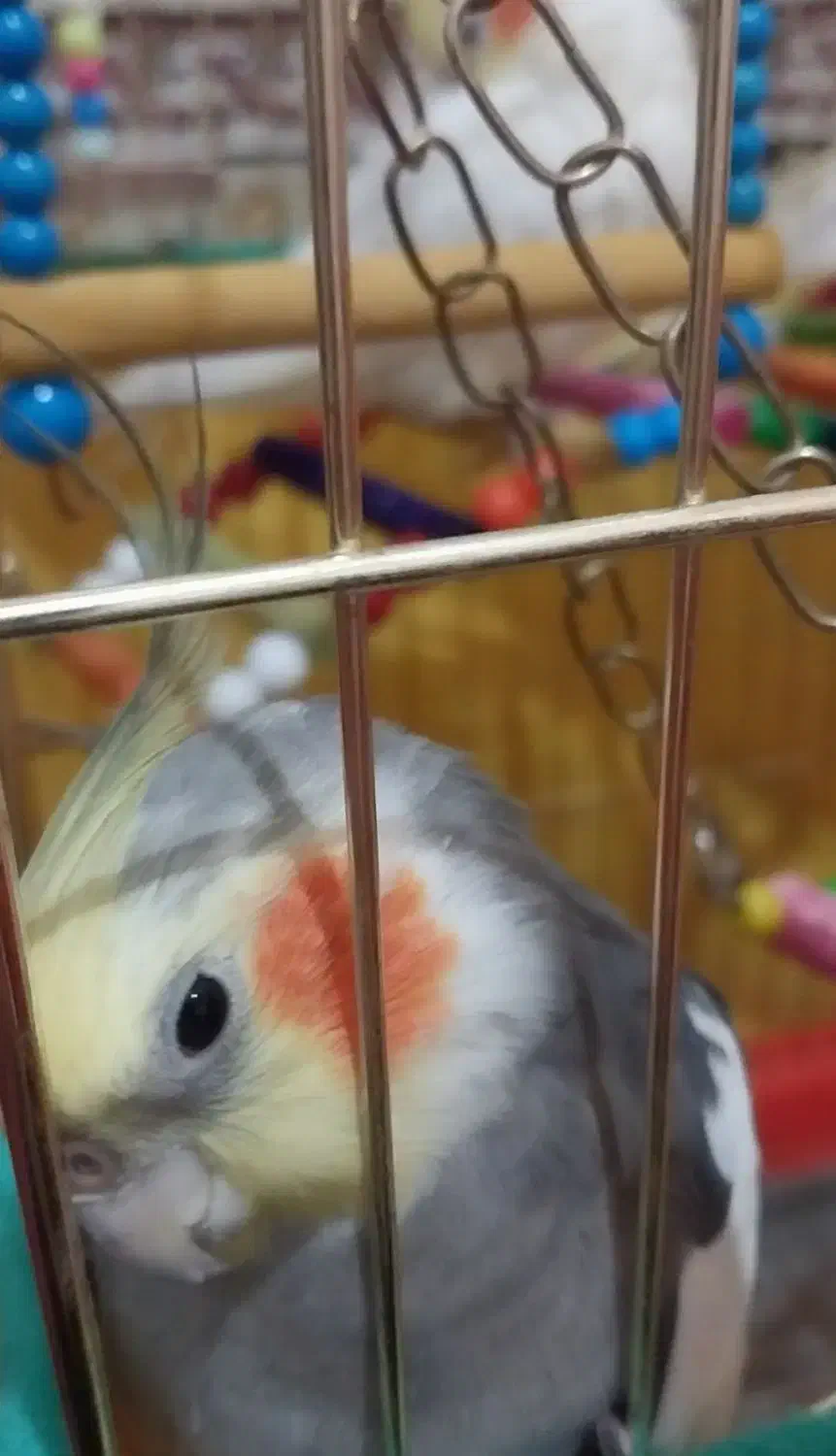 عروس هلندی گمشده|حیوانات|کرمانشاه, |دیوار