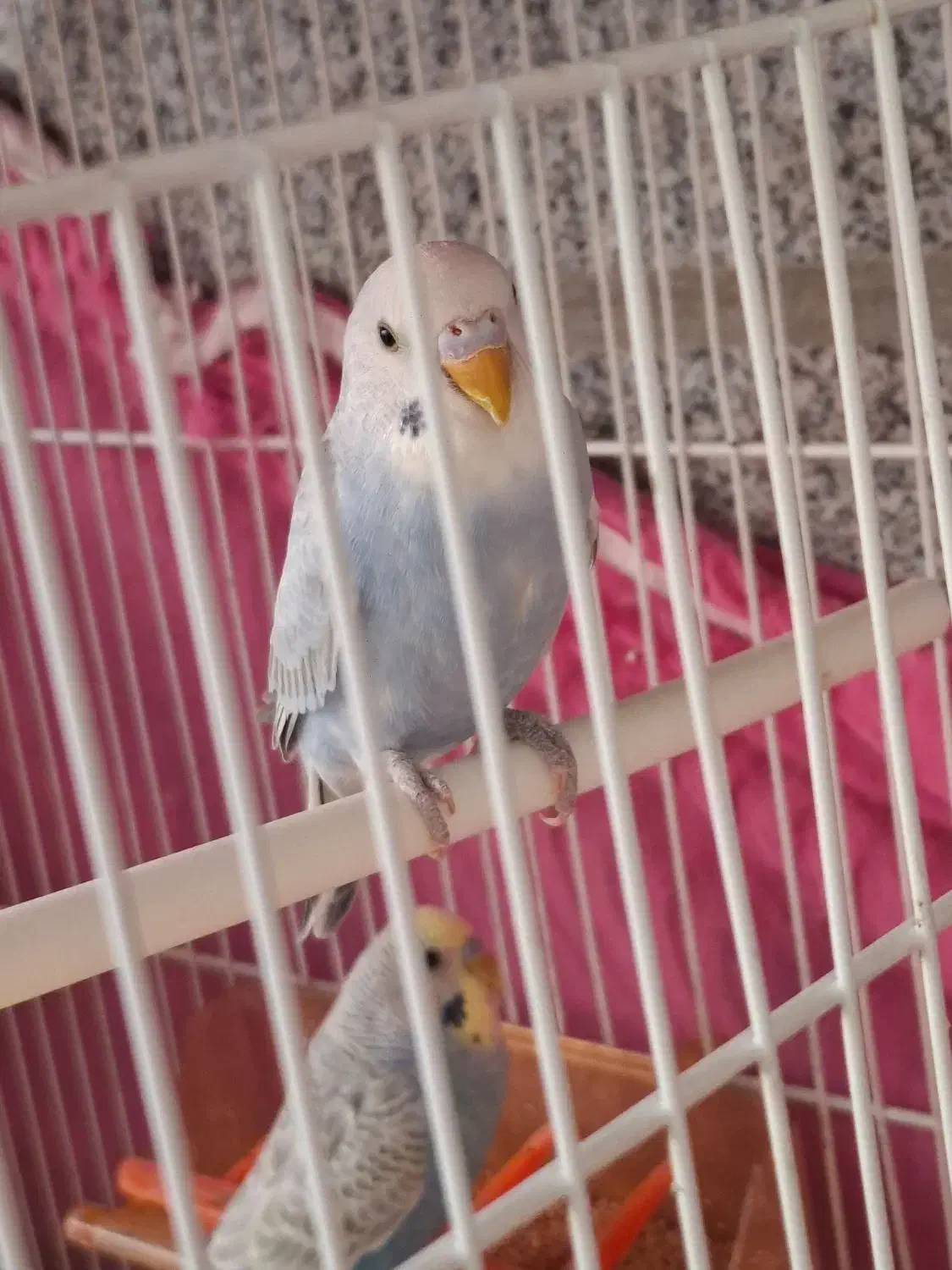 مرغ عشق نر و ماده|پرنده|مشهد, نیروی هوایی|دیوار